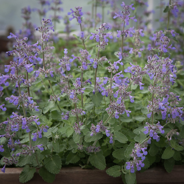Nepeta brzegowa, niebieskie kwiaty kłosowe. Krzaczaste, gęste, szarozielone, pachnące liście