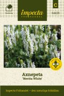 Axnepeta 'Nevita White' kwitnie przez cały sezon. Odporna wieloletnia roślina kwitnąca w pierwszym roku.