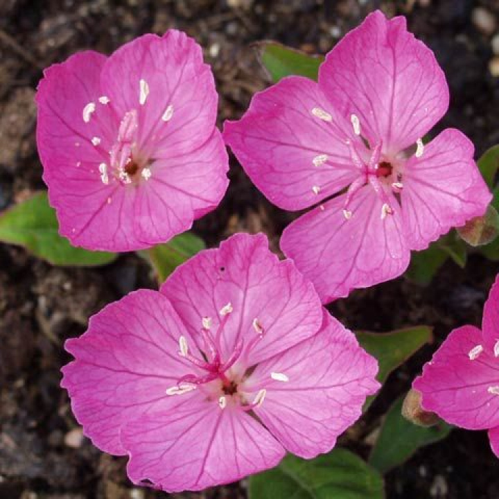 Nocny gawędka Kuntha, neonowo różowe kwiaty rozwijające się o poranku. Ciemnozielone, błyszczące liście