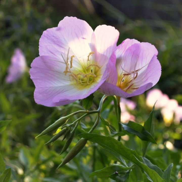 Silvernattljus 'Pink Petticoats', pastelowo różowe kwiaty z żółtym środkiem. Pachnące.