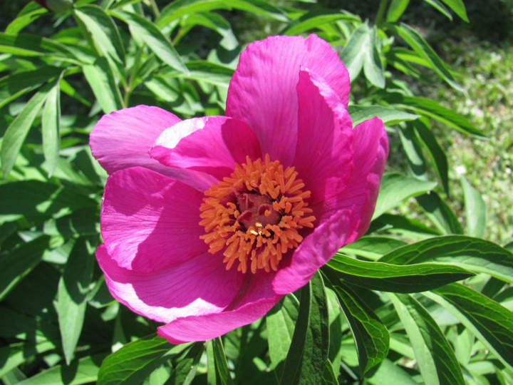 Banatpion, proste, miseczkowate kwiaty o intensywnie purpurowym kolorze. Krzaczasty pokrój.