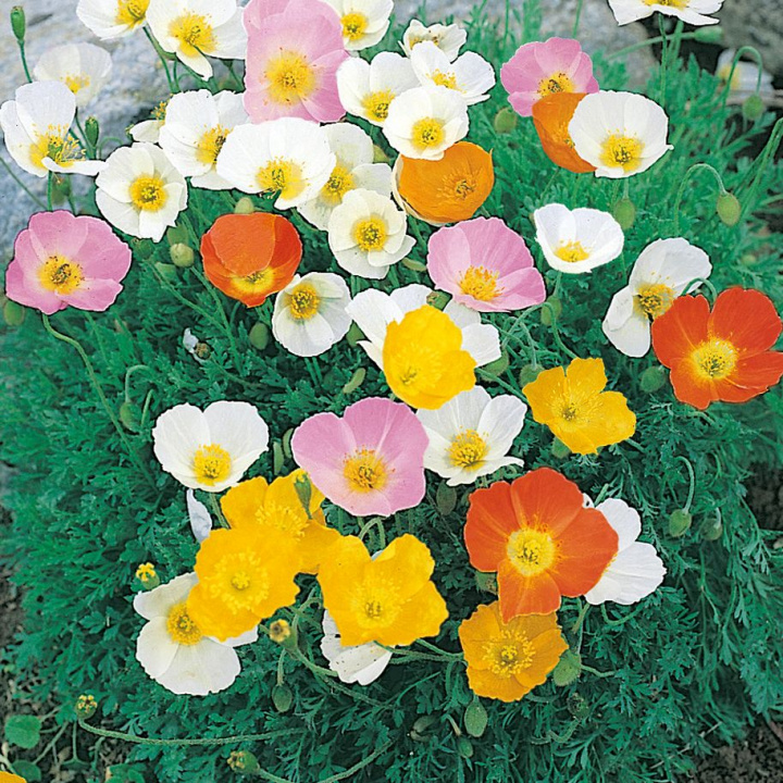 Alpejski mak polny, alpaka z niskimi, niebiesko-zielonymi liśćmi. Obfitość kwiatów w kilku kolorach.