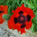 Mak olbrzymi ogrodowy 'Brilliant', duże, karminowoczerwone kwiaty, wysokie łodygi.
