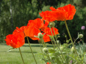 Mak olbrzymi ogrodowy 'Brilliant', duże, karminowoczerwone kwiaty, wysokie łodygi.