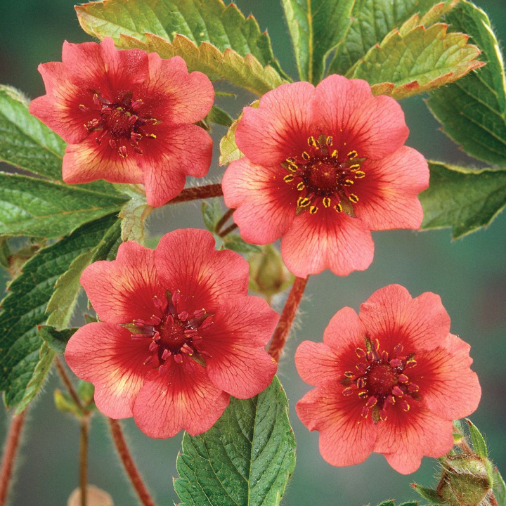 Indyjska Dziurawiec ''Miss Wilmott'' Kępowy, karminoworóżowe kwiaty z ciemnym środkiem