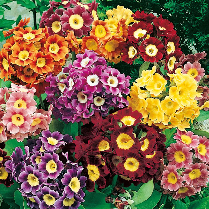 Pierwiosnek ogrodowy Vida dzwonki w żółtym, czerwonym i fioletowym, wszystkie z żółtym środkiem,