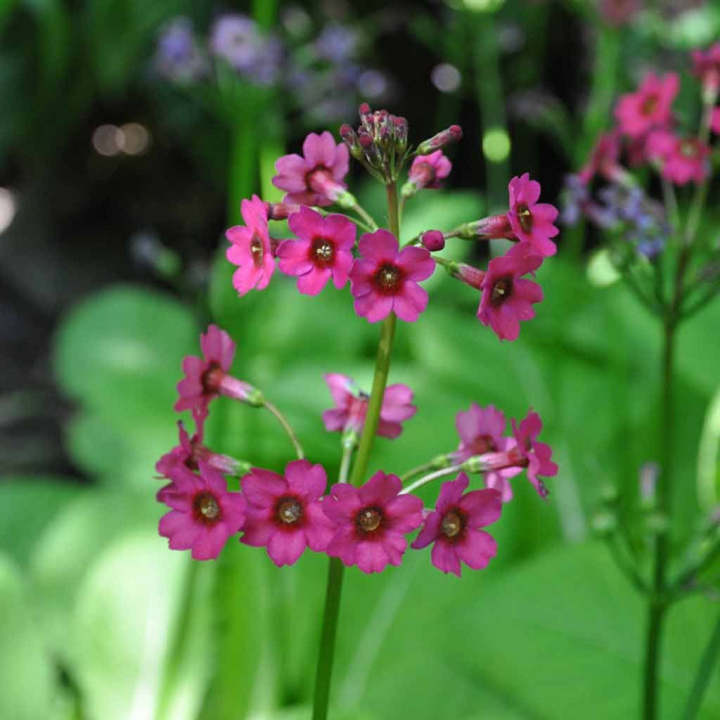 Japońska Viva, rosnąca wysoko, kwitnąca piętrowo, czerwone, różowe i żółtawo-białe wieńce kwiatowe