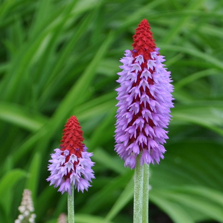 Hiacyntviva Orlik pierwiosnek o kwiatach podobnych do hiacyntów, gęste kwiaty w niebieskofioletowym kolorze z czerwonym wierzchołkiem