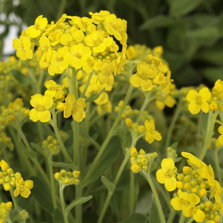 Praktycznik złotawy ''''Gold Rush''''