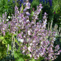 Szałwia muszkatołowa 'Turkestanica', duże kwiatostany, jasno lawendowo-białe