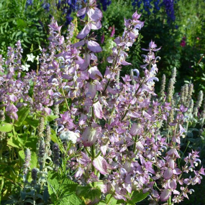 Szałwia muszkatołowa 'Turkestanica', duże kwiatostany, jasno lawendowo-białe