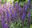 Szałwia stepowa 'Merleau Blue', niebieskie kwiatostany na zwartych, gęstych roślinach. Obficie kwitnąca.