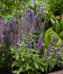 Szałwia stepowa 'Merleau Blue', niebieskie kwiatostany na zwartych, gęstych roślinach. Obficie kwitnąca.