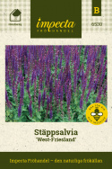 Szałwia stepowa West-Friesland, krzewy z fioletowo-niebieskimi, długimi kłosami kwiatów. Aromatyczna.