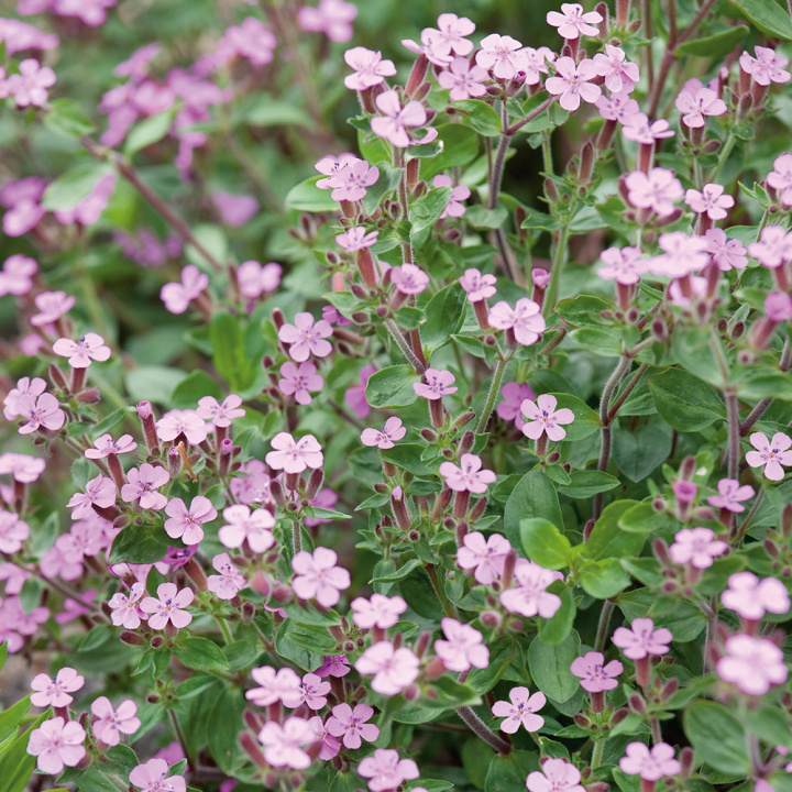 Mały mydlnik, gatunek o płaskim wzroście z gwiazdkowatymi, różowo-czerwonymi kwiatami.