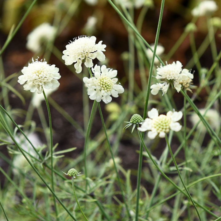 Gulvädd 'Moon Dance', Słodkie, małe kwiaty knipholii w miękkim waniliowym żółtym z białymi pręcikami