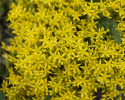 Gul Fetknopp tworzy pokrywające dywany z jasnożółtych, gwiazdkowatych kwiatów.