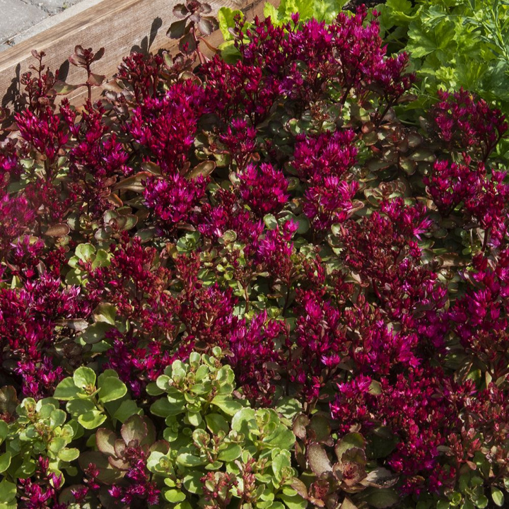 Kaukaski grubosz ''Voodoo'', roślina okrywowa z fuksjoworóżowymi, gwiaździstymi kwiatami.