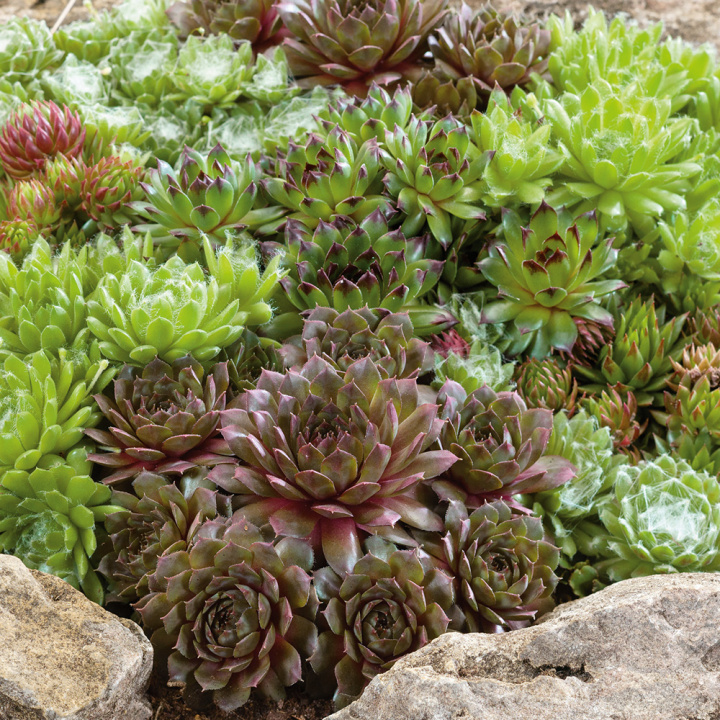 Płaskolistne sukulenty tworzące dekoracyjne rozety liści w kolorach brązu, zieleni i czerwieni.