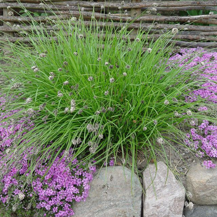 Wiosenna wędrowka, delikatne kępki, wyraźne małe, najpierw białe, potem czarno-fioletowe kwiaty