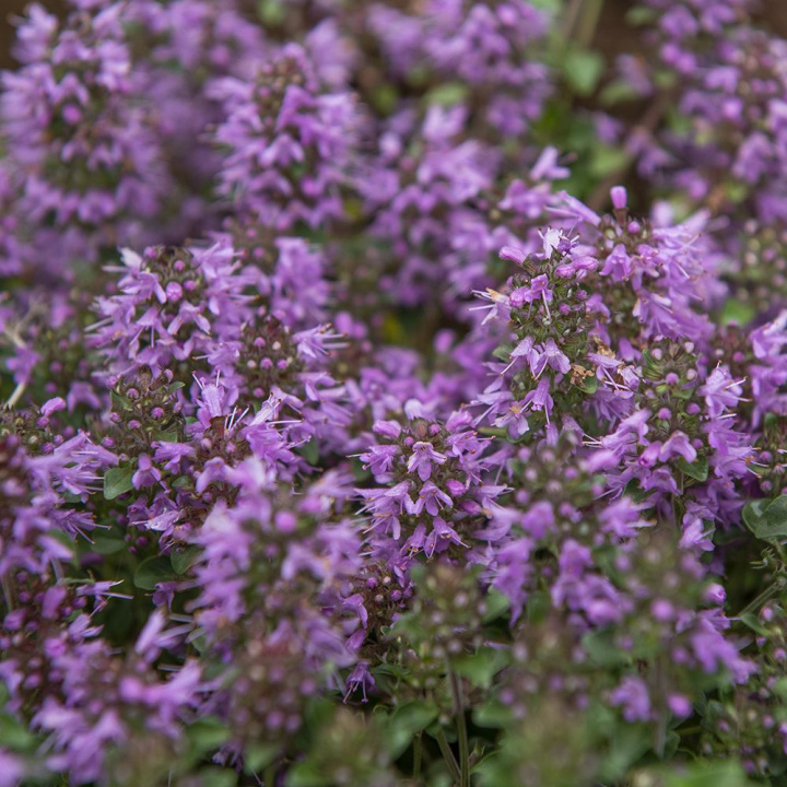 Rumuniański tymianek krzaczasta roślina do skalniaków, fioletowe kwiaty