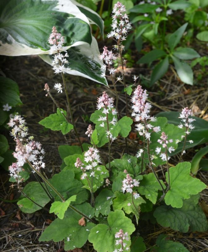 Kwiatostan kapelusznika, sercowate trzyklapowe liście. Gęste grona białych/różowych kwiatów