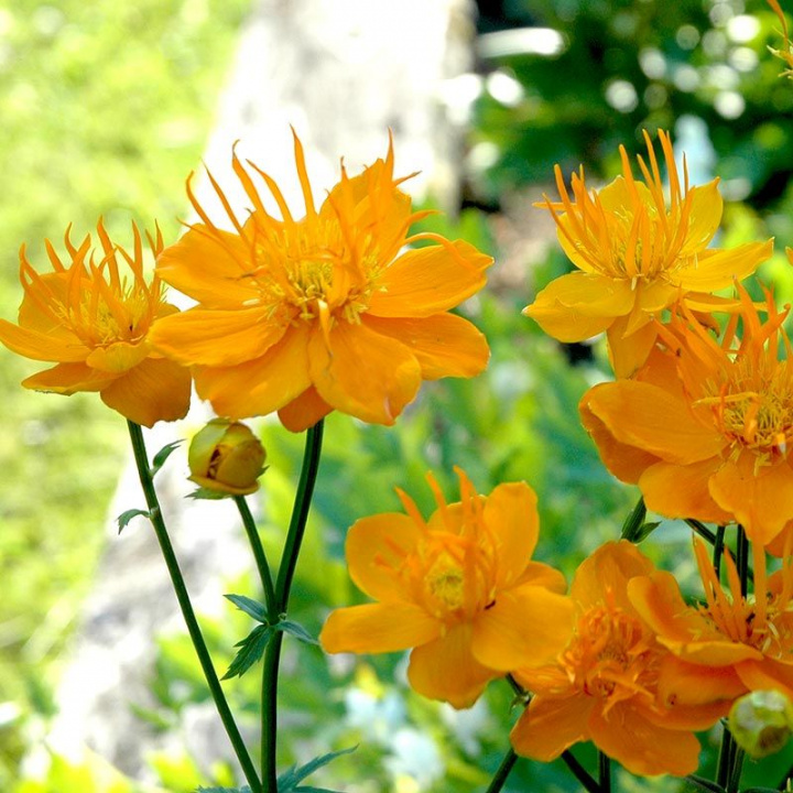 Chiński Smörboll 'Golden Queen', Duże złociste kwiaty. Głęboko dłoniaste liście