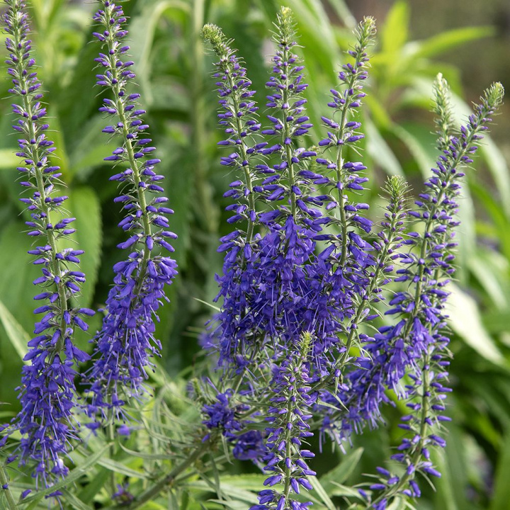 Axveronika, okazała bylina z ciemnoniebiesko-lawendowymi kwiatostanami na wysokich, mocnych, ciemnych łodygach.