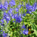 Praktyczna werbena 'Royal Blue', królewnoniebieskie kwiaty w długich, gęstych, pionowych kwiatostanach.