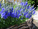 Praktyczna werbena 'Royal Blue', królewnoniebieskie kwiaty w długich, gęstych, pionowych kwiatostanach.