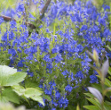 Praktyczna werbena 'Royal Blue', królewnoniebieskie kwiaty w długich, gęstych, pionowych kwiatostanach.
