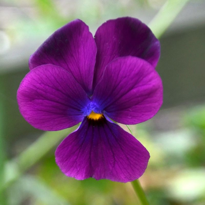 Bukietowa fiołek 'Admiration', duże kwiaty, intensywnie fioletowo-niebieski. Ceniony i łatwy w uprawie