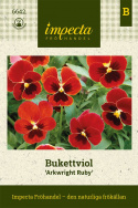 Bukietnik 'Arkwright Ruby', rubinowo-czerwony z ciemniejszym środkiem. Popularny i łatwy w uprawie