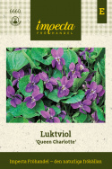 Fiołek wonny 'Queen Charlotte', duże kwiaty ogrodowego fiołka, pachnące niebieskie kwiaty