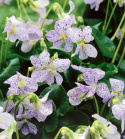 Fiołek motylkowy 'Freckles', spektakularny z białymi kwiatami, cętkowanymi na niebieskofioletowo.