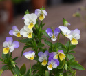 Fiołek trójbarwny, Piękne, niebiesko-biało-żółte kwiaty na wyprostowanym, rozgałęzionym łodydze.