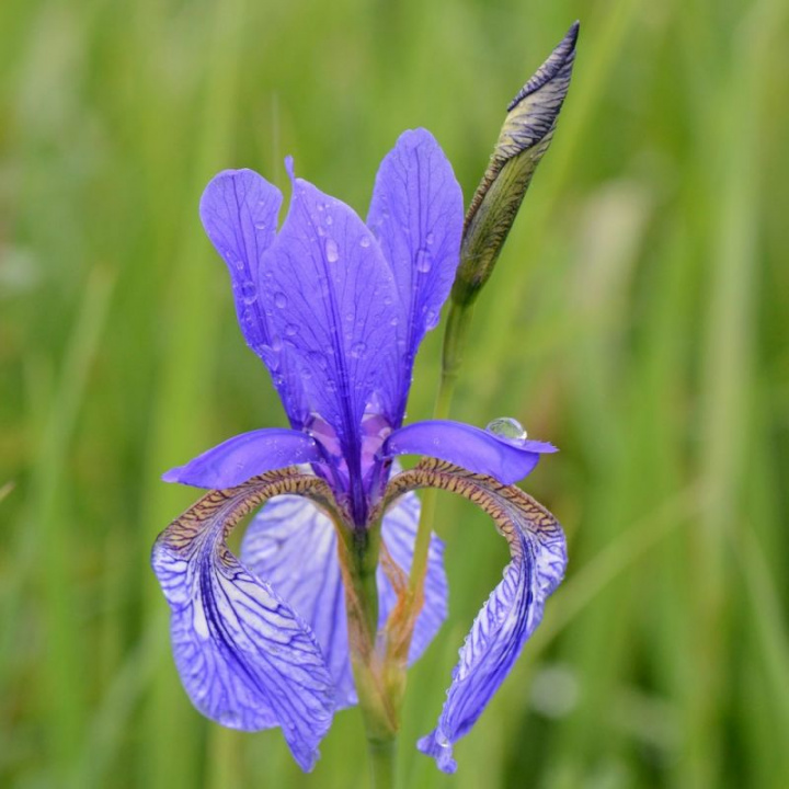 Strandiris Nowe Hybrydy, nowe hybrydy w odcieniach niebieskiego, żółtego i białego