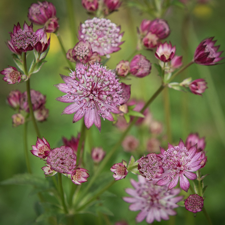 Krwawnik 'Rose Symphony' Rzadziej spotykany gatunek, doskonały jako roślina soliterowa
