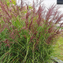 Miskant chiński, dekoracyjna trawa ozdobna, duże, pierzaste kwiatostany
