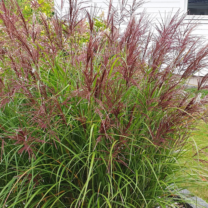Miskant chiński, dekoracyjna trawa ozdobna, duże, pierzaste kwiatostany