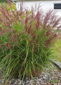 Miskant chiński, dekoracyjna trawa ozdobna, duże, pierzaste kwiatostany