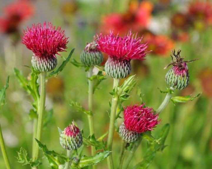 Ostropest 'Deep Rose', purpuroworóżowe kwiaty na solidnych, wielogalążkowych łodygach