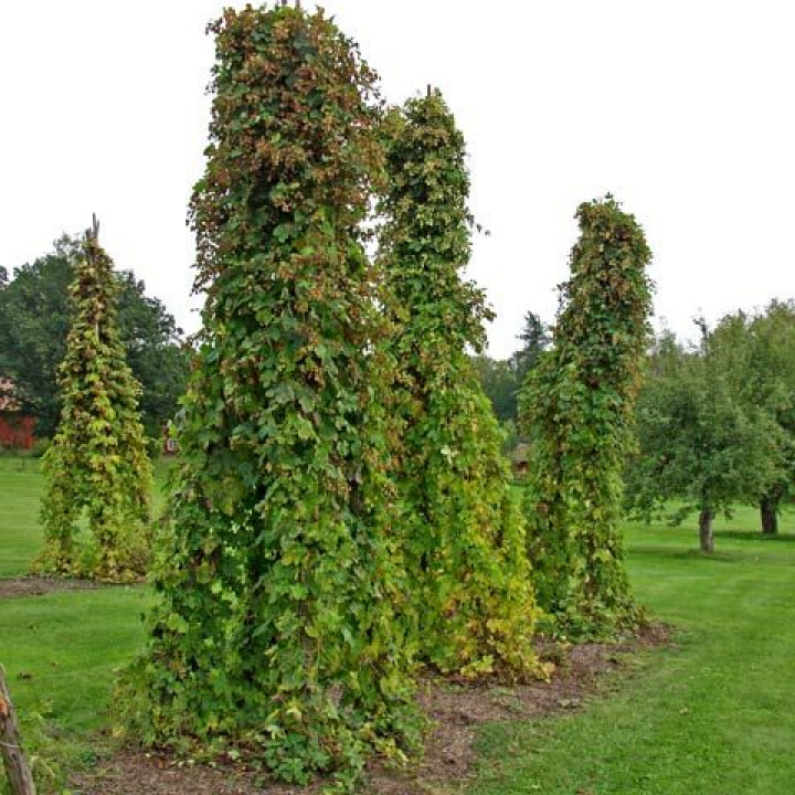 Chmiel, wieloletnia roślina pnąca o głęboko dłoniasto klapowanych liściach.