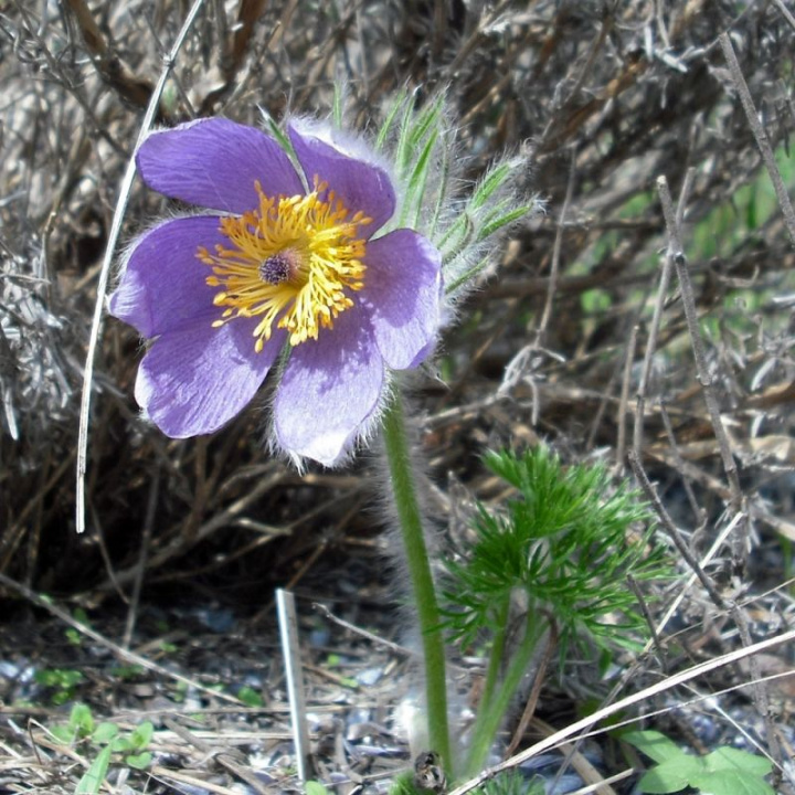 Przebiśnieg, duże, niebieskofioletowe przebiśniegi z puszystymi płatkami. Drobno podzielone liście.