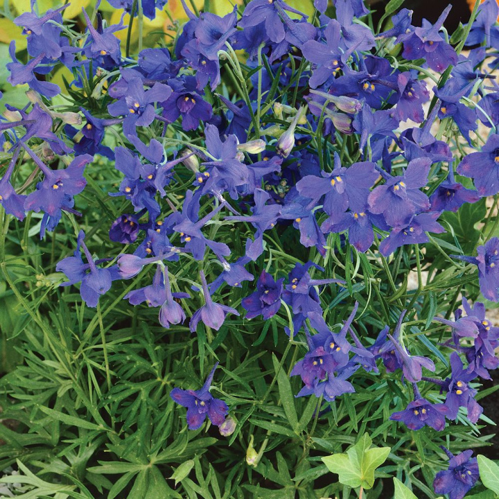 Chiński ostróżka 'Dwarf Blue Butterfly', intensywnie niebieskie kwiaty.