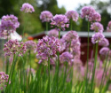 Allium F1 'Quattro', dekoracyjne, fioletowe kule allium na wysokich, mocnych łodygach.