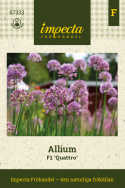 Allium F1 'Quattro', dekoracyjne, fioletowe kule allium na wysokich, mocnych łodygach.