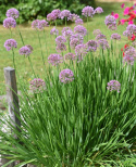 Allium F1 'Quattro', dekoracyjne, fioletowe kule allium na wysokich, mocnych łodygach.