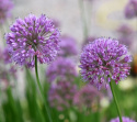 Allium F1 'Quattro', dekoracyjne, fioletowe kule allium na wysokich, mocnych łodygach.
