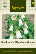 Kaukaska Dzwonek kościelny, kremowo-białe do jasnożółtych kwiatów dzwonkowatych. Owalne liście.